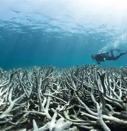 海洋酸化