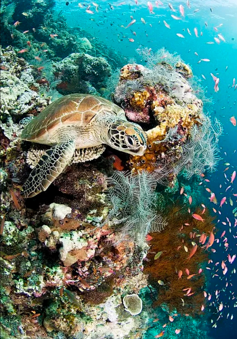 海洋物种